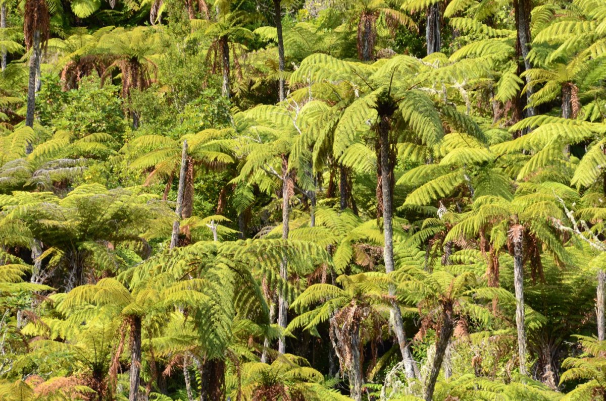 Punga Trees